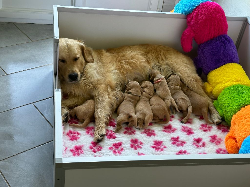 chiot Golden Retriever De La Tribu De Cochise