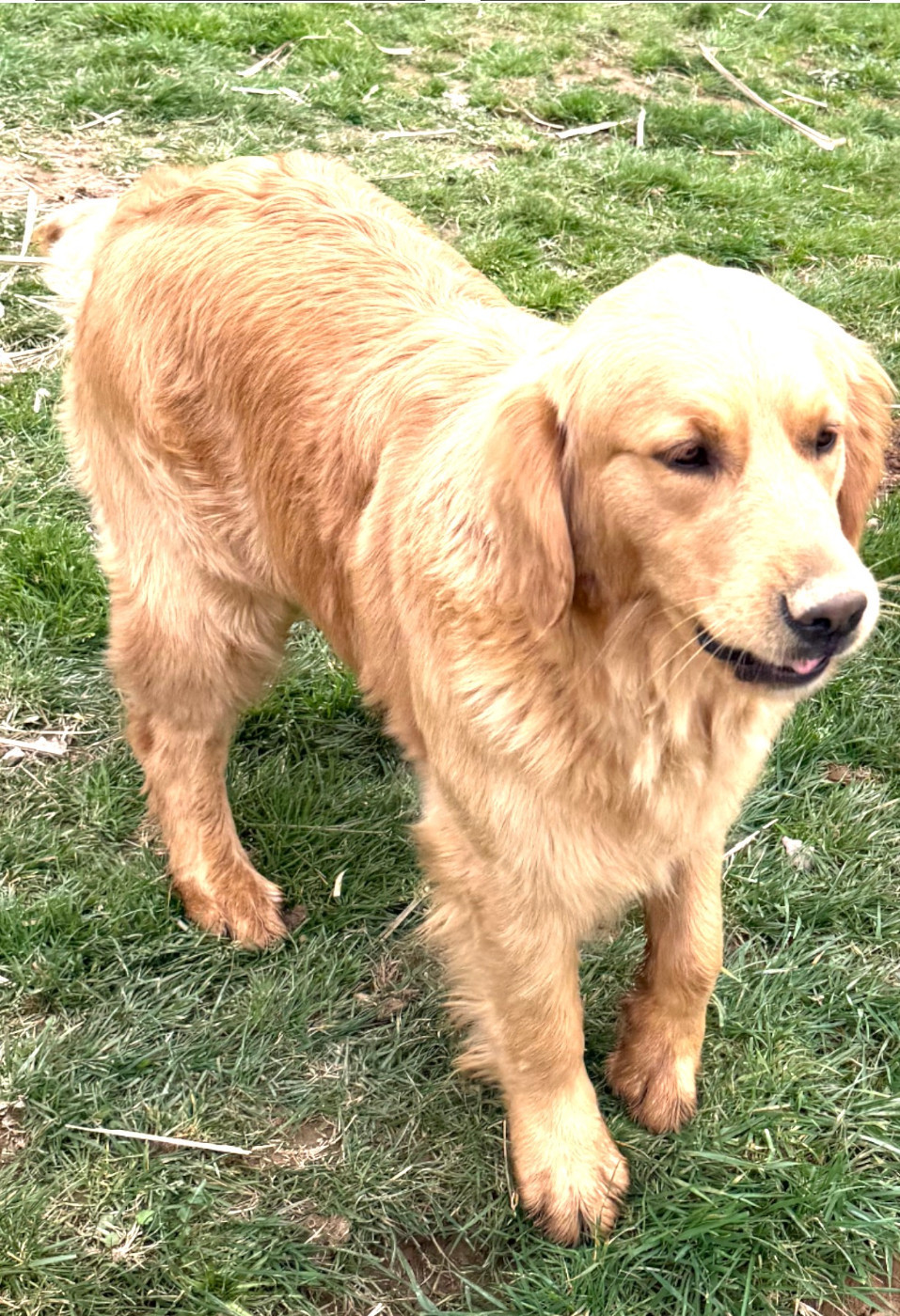 VERY CHIC VENI VIDI VICI De La Tribu De Cochise