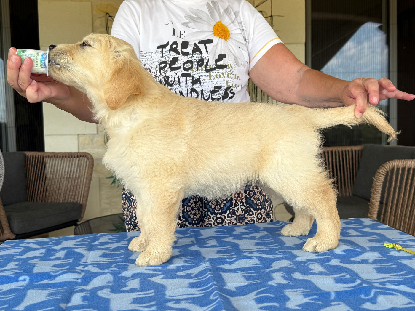 De La Tribu De Cochise - Chiots disponibles - Golden Retriever