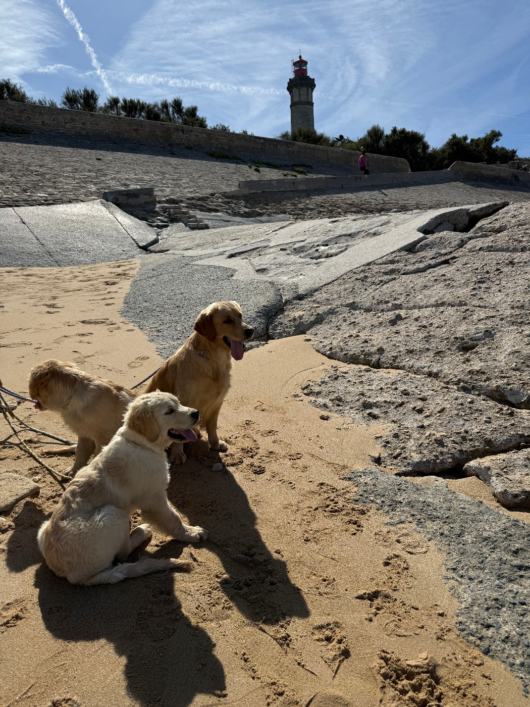 De La Tribu De Cochise - Chiots disponibles - Golden Retriever