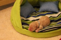 CHIOT