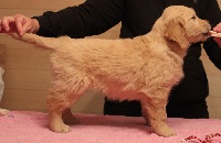 CHIOT