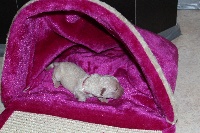 CHIOT