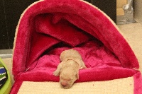 CHIOT