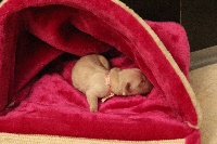CHIOT