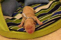 CHIOT